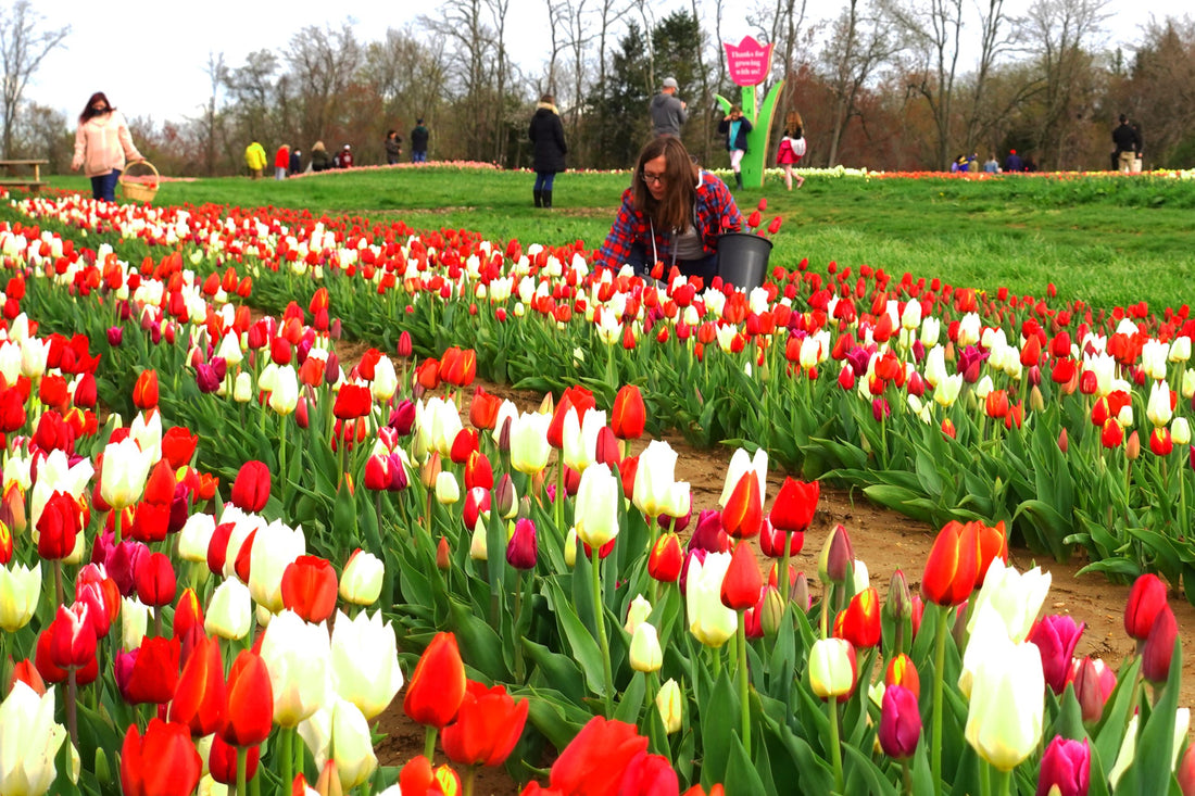 The Best Way to Spend Your Day at U-Pick Tulips 2022