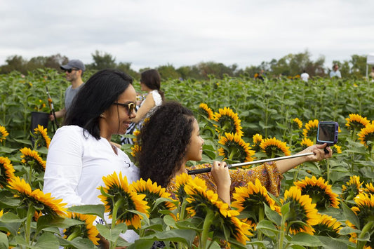 Opening Week at HRF: 2020 U-Pick Sunflowers