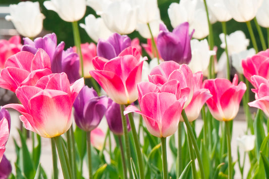 No Green Thumb Needed! How To Plant Tulip Bulbs With Ease