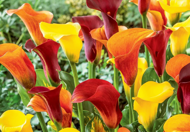 Top Tips for Longer Lasting Blooms