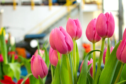 Holland Ridge Farms: Growing Our Greenhouse Tulips