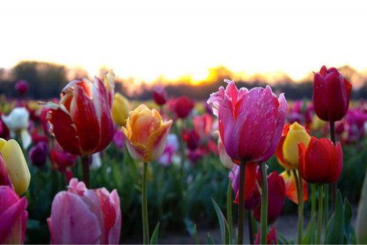 Spring Still Sprung at HRF: Tulip Season 2020 Recap