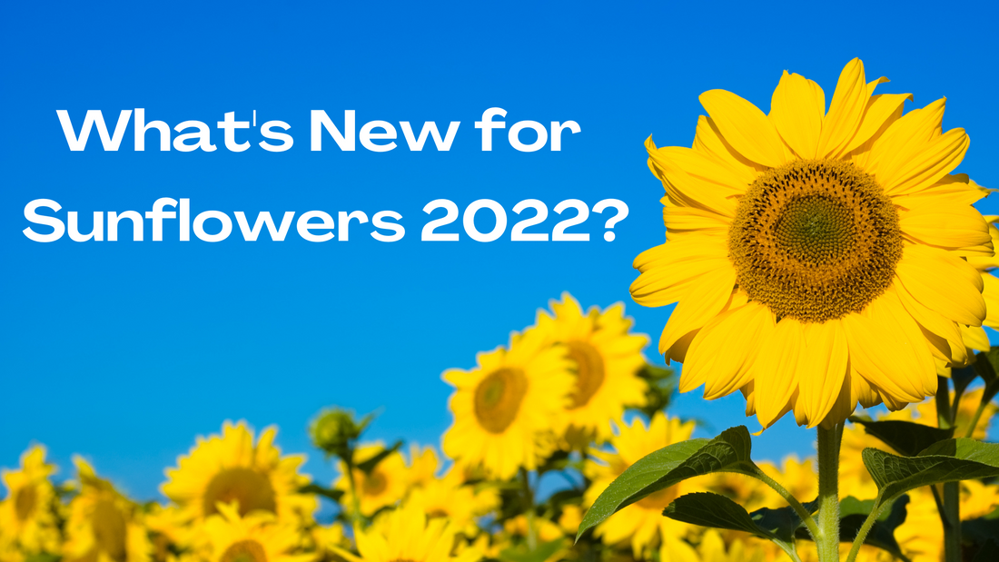 What’s New For Sunflowers ’22?