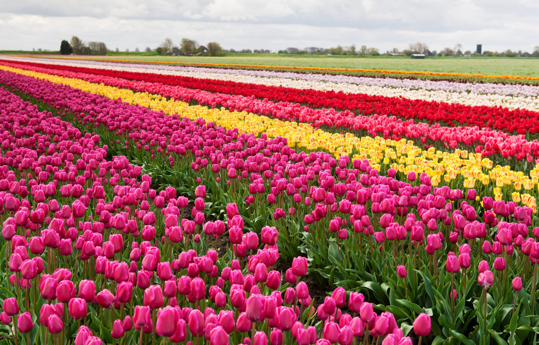 Things to do at our 2021 U-Pick Tulip Season