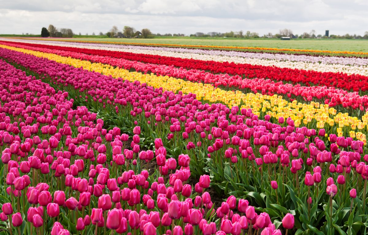 Holland Ridge Farms: NJ's Premier Pick Your Own Flower Farm